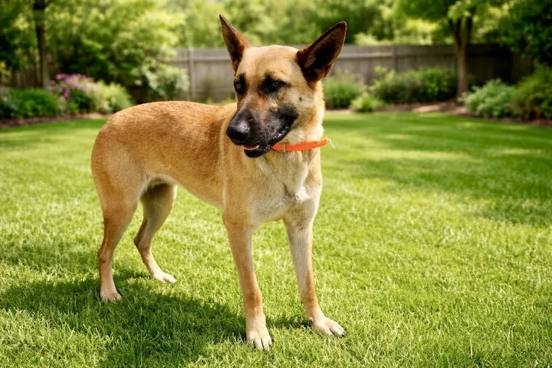 Daenerys thumbnail 6