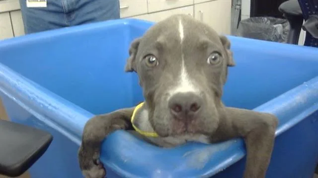 A young medium-sized male Mixed Breed dog named Max for adoption in Dallas, TX