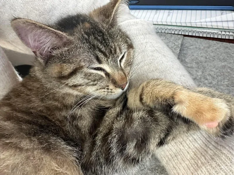 A young medium-sized female Torbie Domestic Short Hair cat named Autumn for adoption in Richland Center, WI
