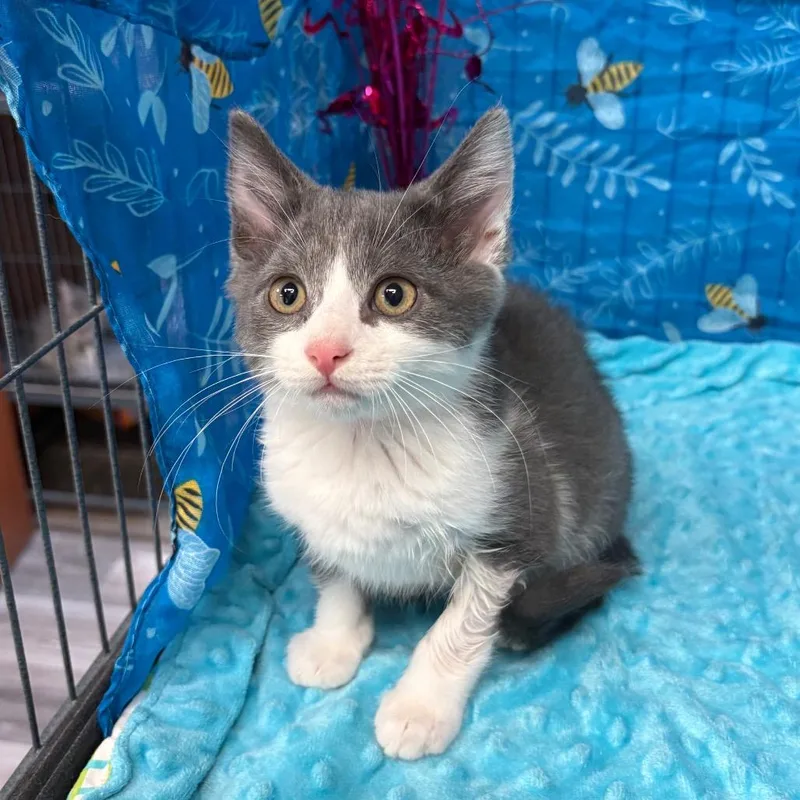 A baby small-sized male Gray / Blue / Silver American Shorthair cat named Chong for adoption in Greenfield, IN
