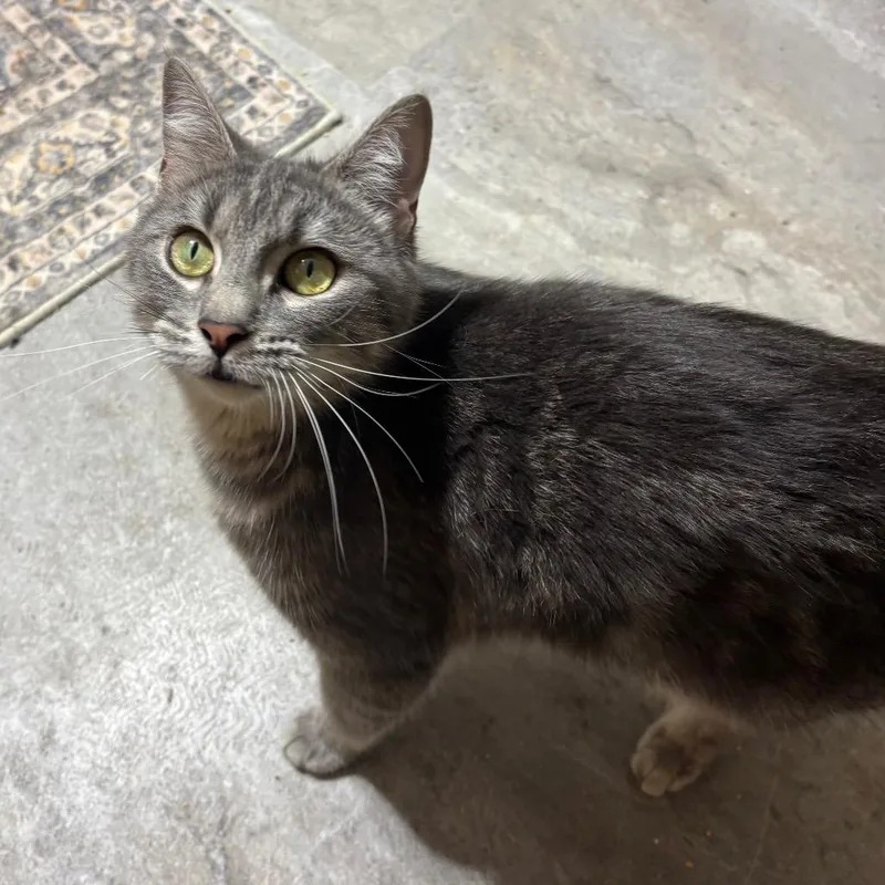An adult medium-sized female Gray / Blue / Silver Domestic Short Hair cat named Mommy Shark for adoption in DeKalb, IL