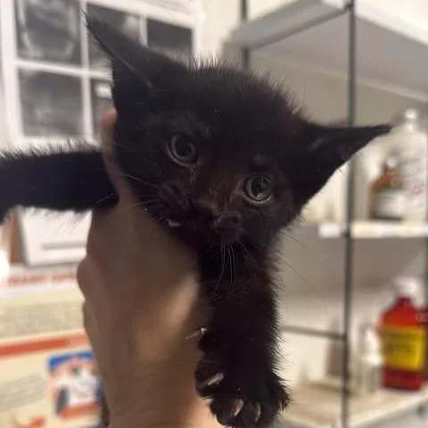 A baby small-sized male Black Domestic Short Hair cat named Brother Boniface for adoption in Fredericksburg, VA