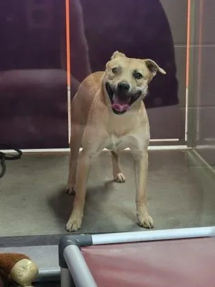 An adult large-sized male Mixed Breed dog named Edison for adoption in Independence, MO