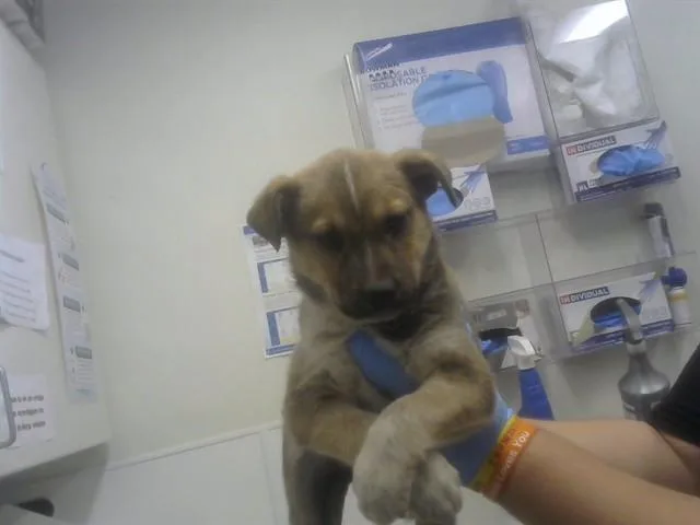 A baby small-sized male German Shepherd Dog dog named Nate for adoption in Albuquerque, NM
