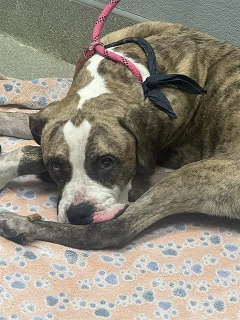 A young large-sized male Boxer dog named Boxer for adoption in Las Vegas, NV
