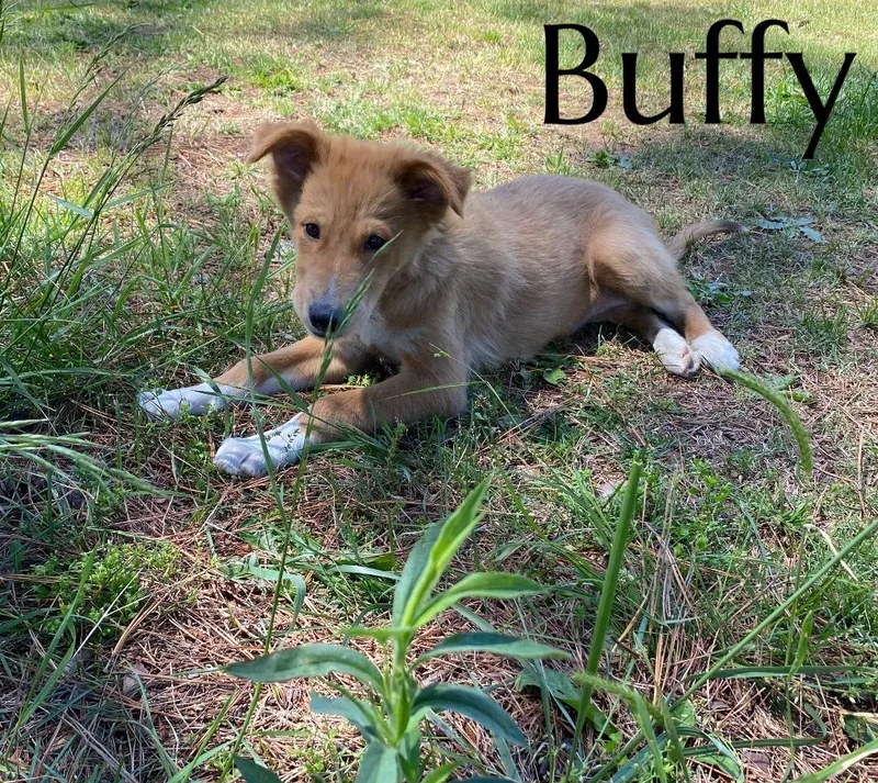 Buffy