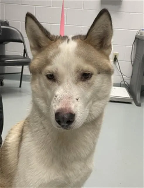 An adult large-sized male Siberian Husky dog named Rusty for adoption in Saint Cloud, FL