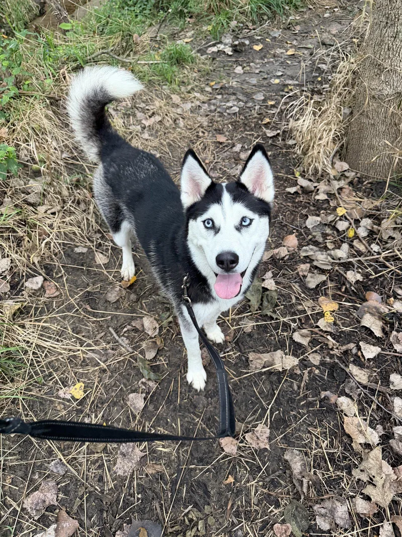 Nika