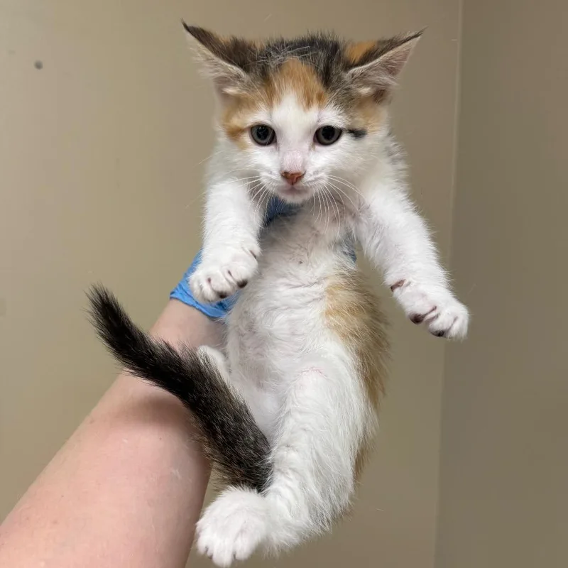 A baby small-sized female Torbie Domestic Short Hair cat named Glitz for adoption in Birmingham, AL