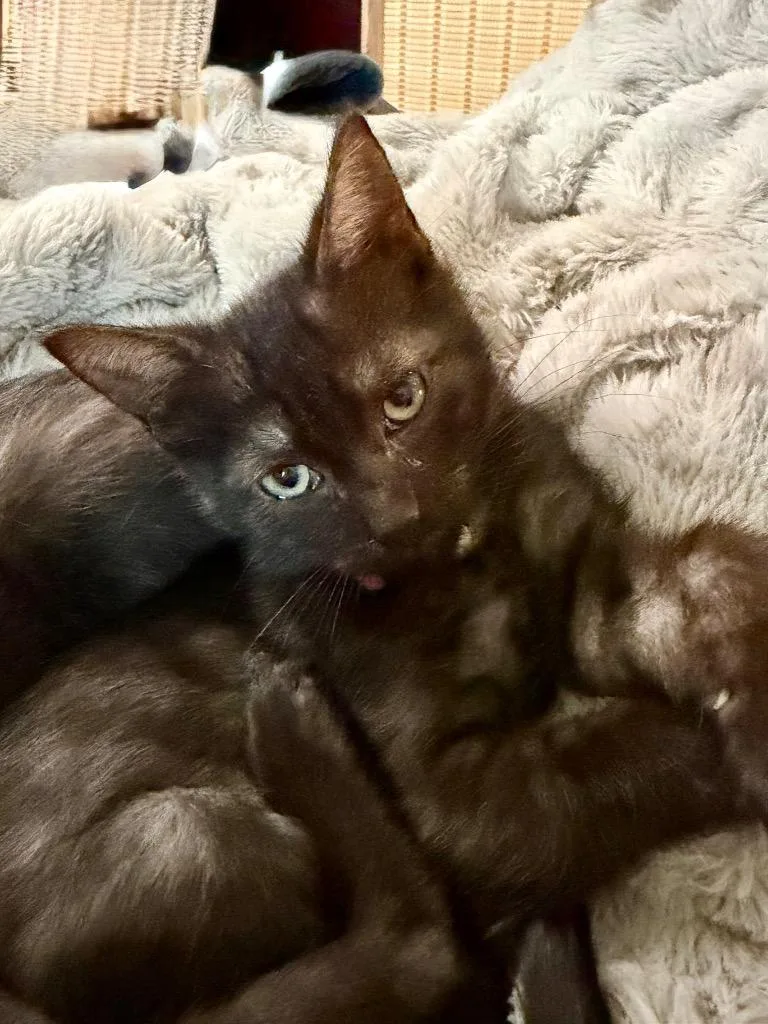 A baby medium-sized female Domestic Short Hair cat named Leia for adoption in Spring, TX