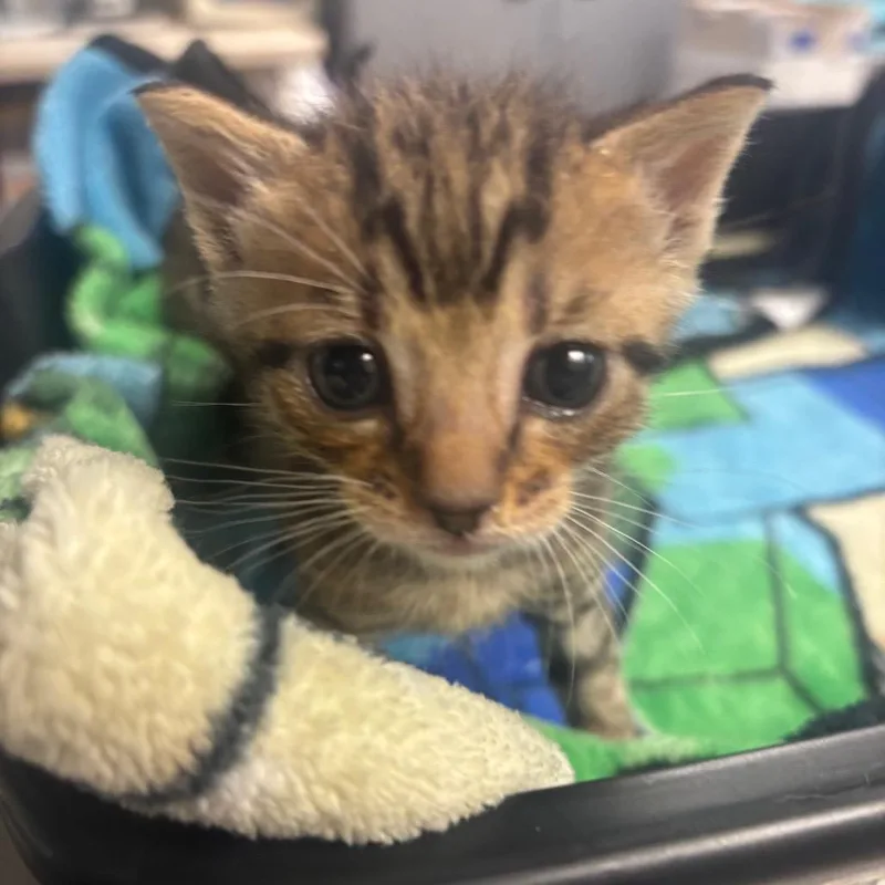 A baby small-sized male Brown / Chocolate Domestic Short Hair cat named Glen for adoption in Newark, NJ