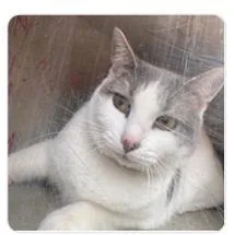 An adult medium-sized female Domestic Short Hair cat named Rosemary for adoption in West Chester, PA