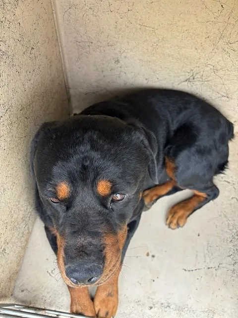 A young extra large-sized male Rottweiler dog named Lamont for adoption in Oklahoma City, OK