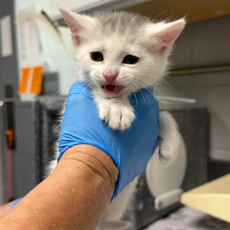A baby small-sized female White Domestic Short Hair cat named South for adoption in Greenville, SC