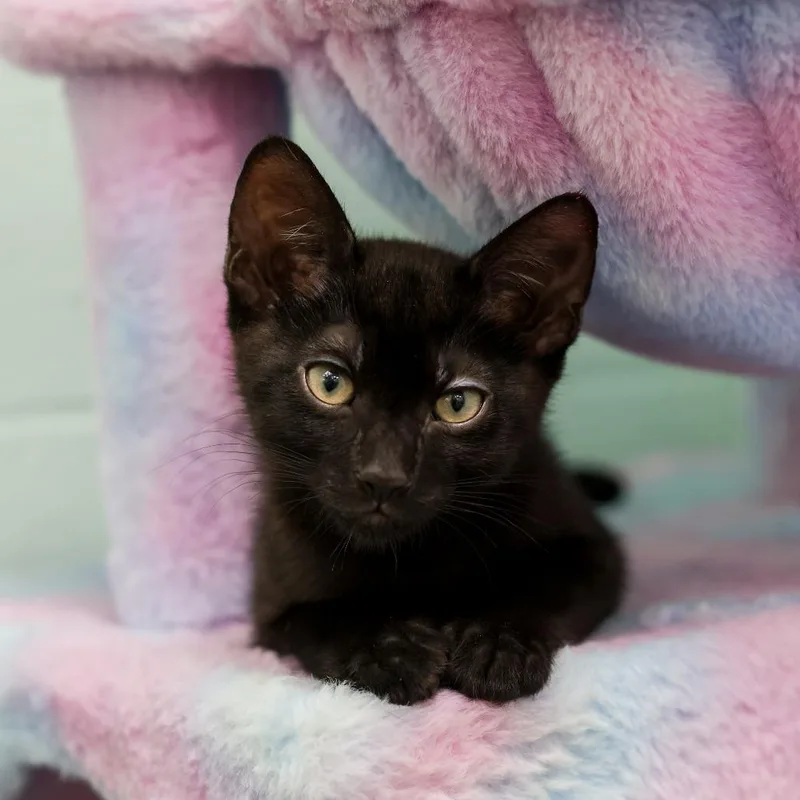 A baby small-sized male Black Domestic Short Hair cat named Mowgli for adoption in Los Angeles, CA