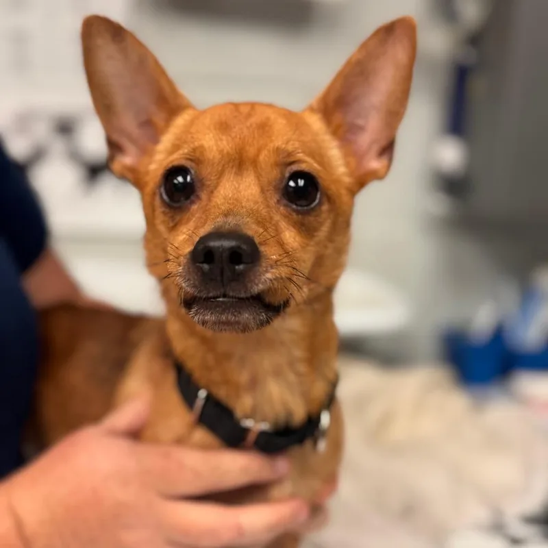 An adult small-sized male Red / Chestnut / Orange Chihuahua dog named Soldier for adoption in Birdsboro, PA