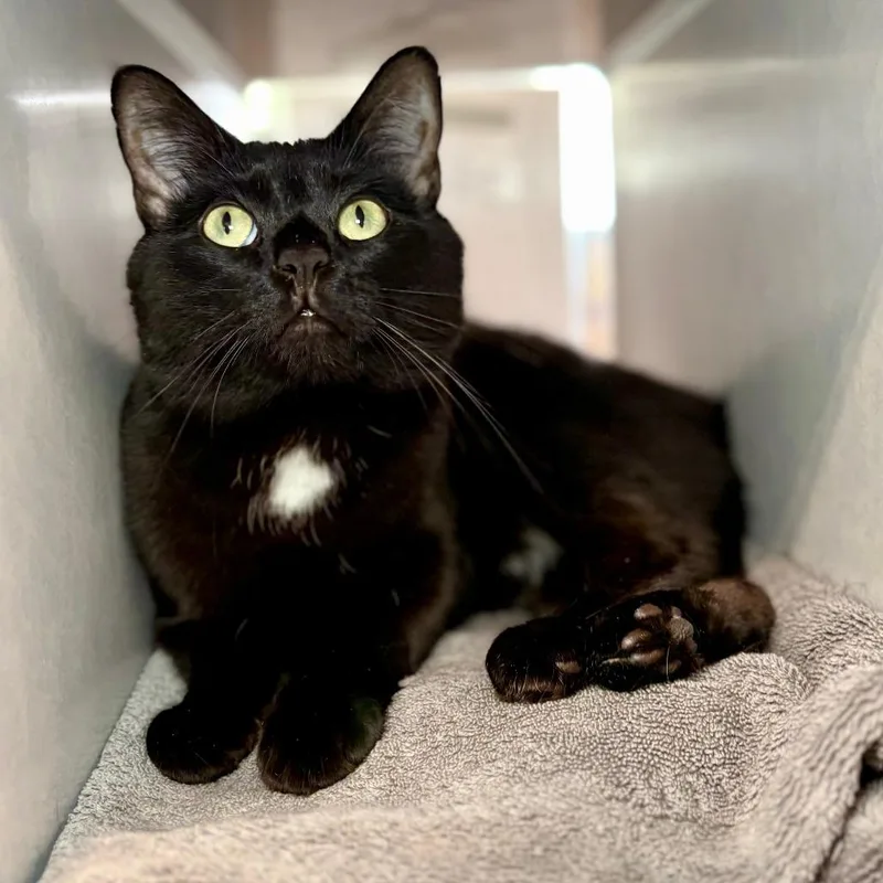 An adult large-sized male Black Domestic Short Hair cat named Caba for adoption in Glenwood Springs, CO
