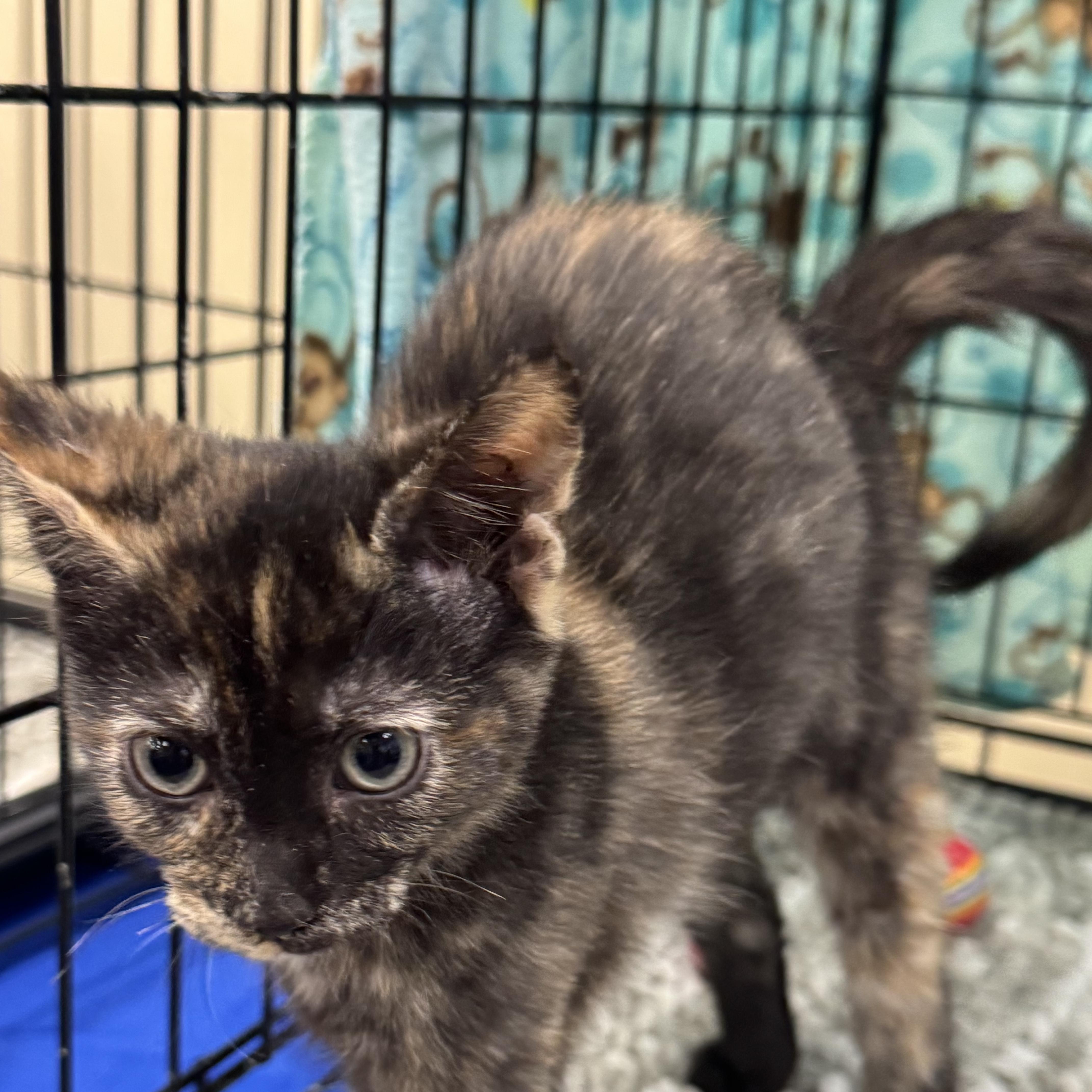 A young medium-sized female Tortoiseshell Domestic Short Hair cat named Jessica for adoption in Easley, SC