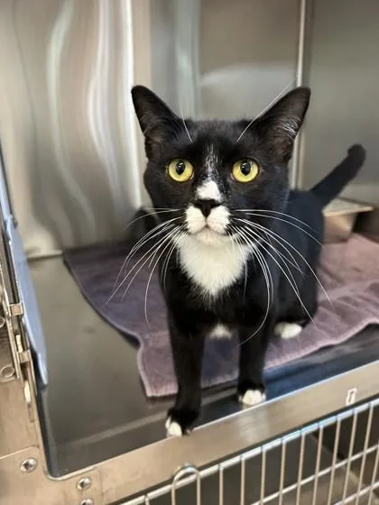 A young medium-sized female Domestic Short Hair cat named Magpie for adoption in Pleasanton, CA