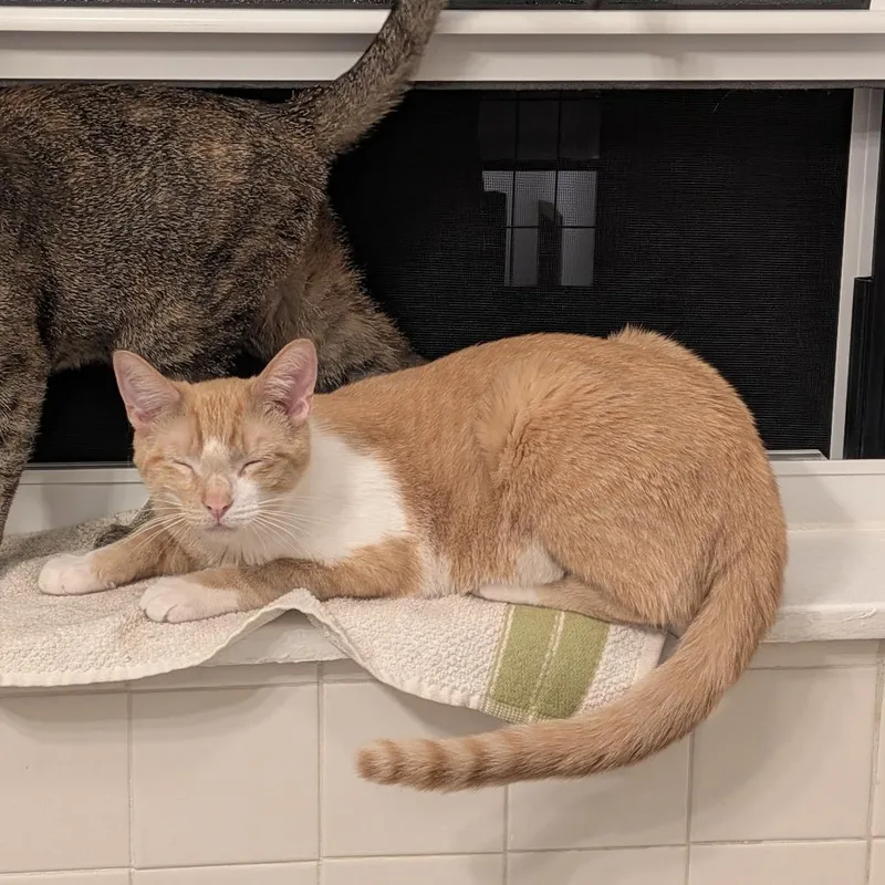 A young medium-sized male Orange / Red Domestic Short Hair cat named Turin for adoption in Evanston, IL
