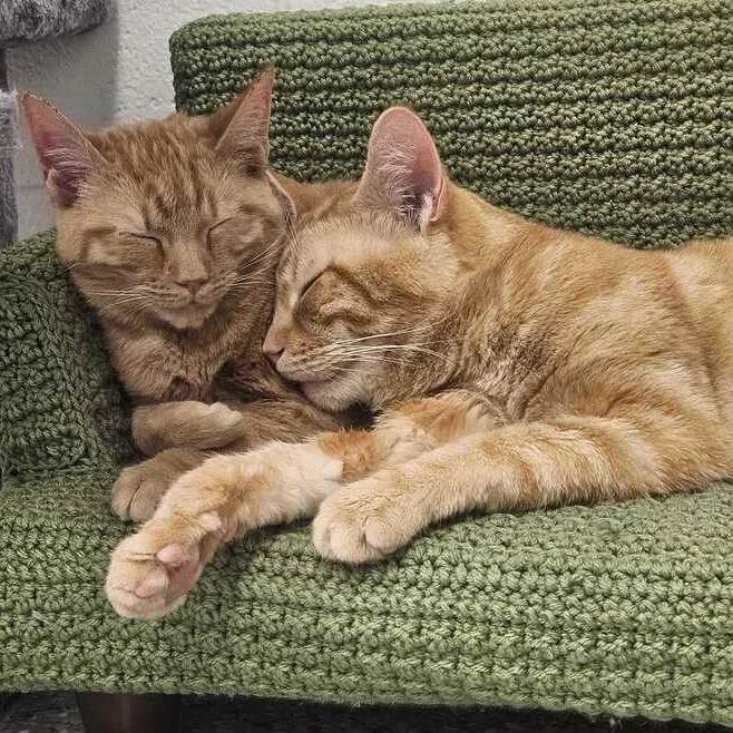 An adult medium-sized male Orange / Red Domestic Short Hair cat named Persimmon for adoption in Dayton, OH