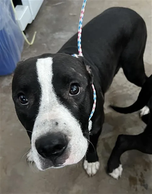 A young large-sized male Mixed Breed dog named Bronson for adoption in Dallas, TX