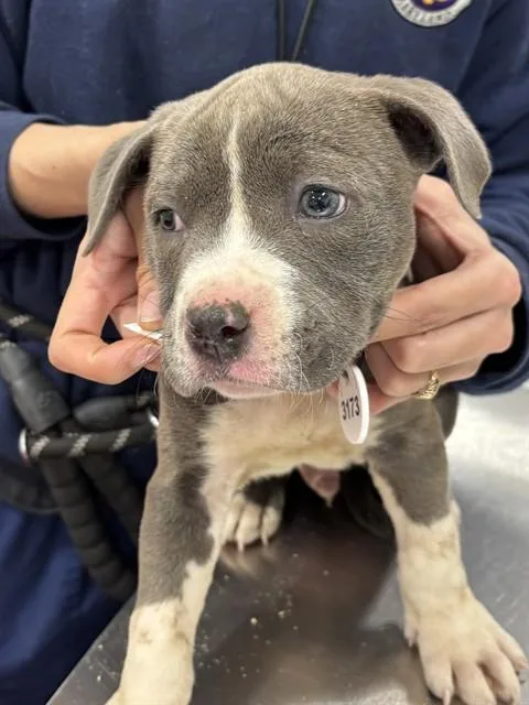 A baby small-sized male Pit Bull Terrier dog named Stimpy for adoption in Upper Marlboro, MD