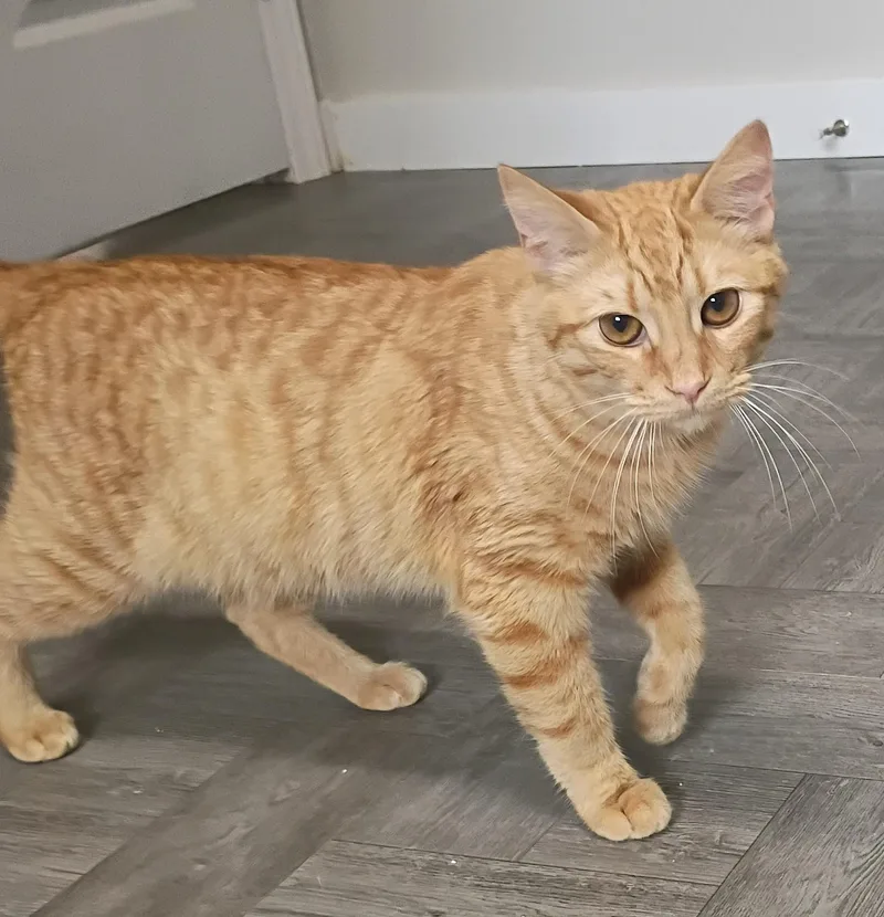 A young medium-sized male Tabby (Orange / Red) Tabby cat named Tiger for adoption in Rogersville, TN