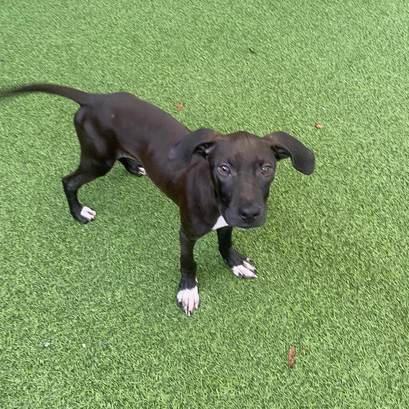 A baby medium-sized male Black Labrador Retriever dog named Murphy for adoption in LOXAHATCHEE, FL