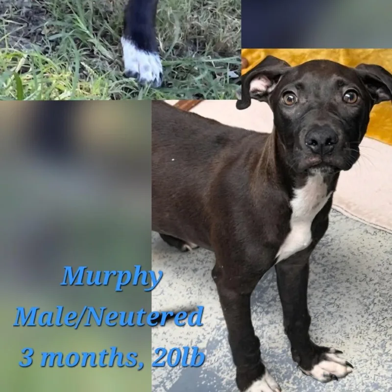 Murphy thumbnail 2