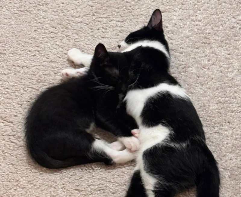 A baby medium-sized male Black & White / Tuxedo Domestic Short Hair cat named Ron for adoption in Walled Lake, MI