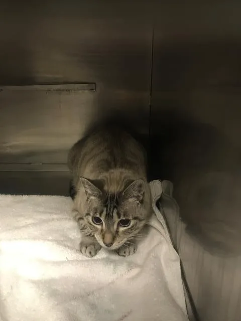 An adult medium-sized female Siamese cat named Albany for adoption in Conroe, TX