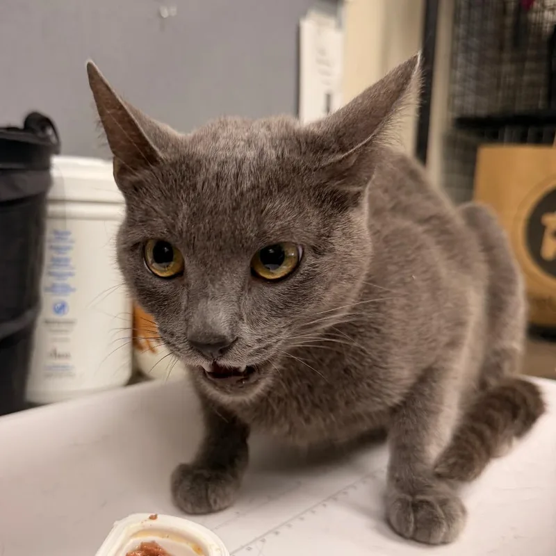 An adult medium-sized female Gray / Blue / Silver Domestic Short Hair cat named Petunia for adoption in Pasadena, CA