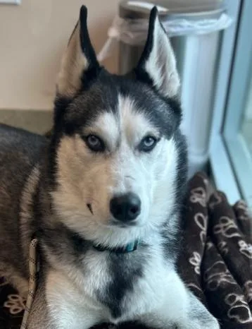 Benji