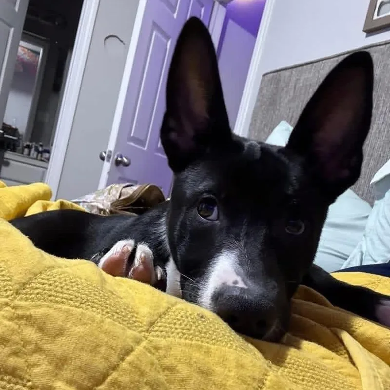 A baby medium-sized female Black Collie dog named Hermione for adoption in Fort Smith, AR