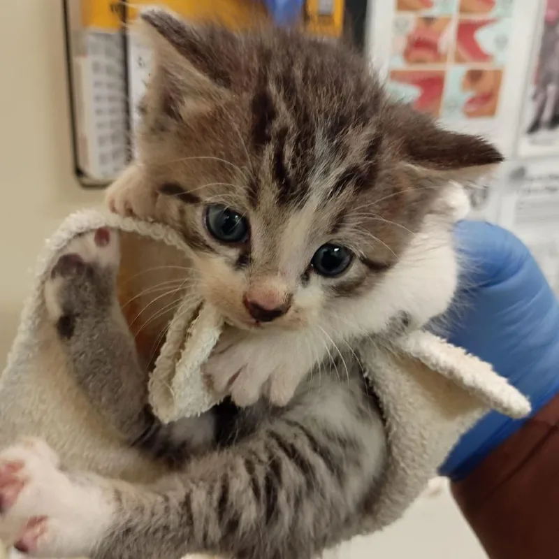 A baby small-sized male Gray / Blue / Silver Domestic Short Hair cat named Vito for adoption in Lynchburg, VA