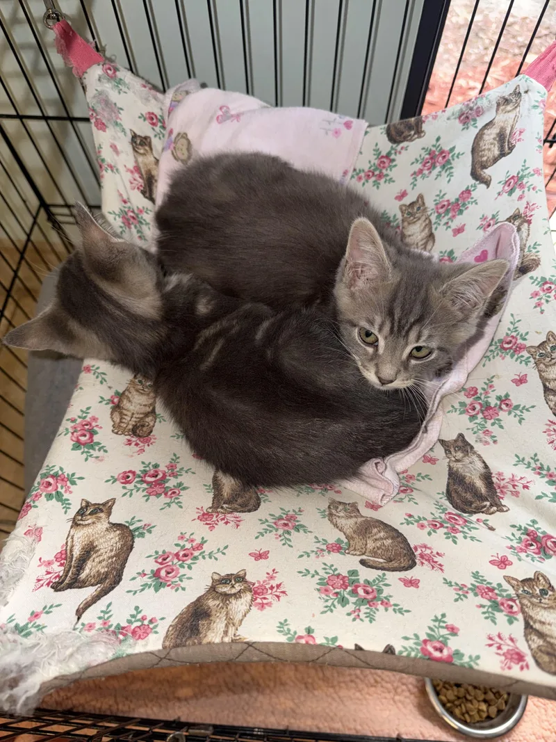 A baby medium-sized male Tabby cat named Relish for adoption in Gainesville, FL