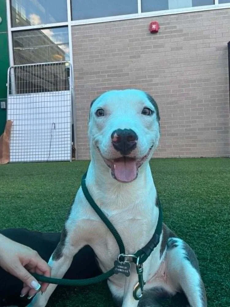 An adult medium-sized female Pit Bull Terrier dog named Luna Faye for adoption in Dallas, TX