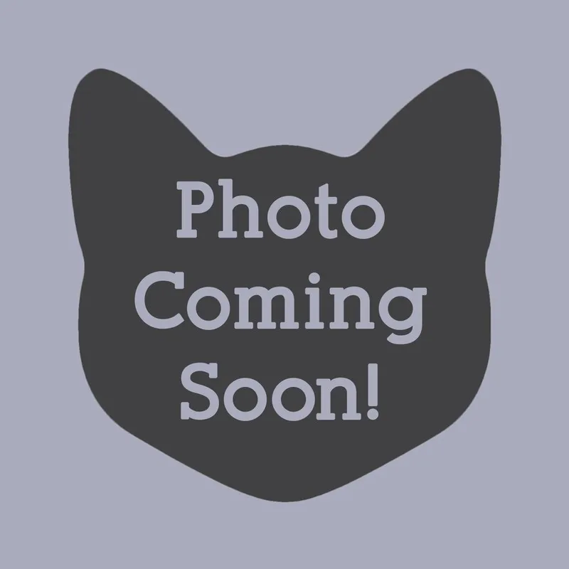 A baby small-sized male Gray / Blue / Silver Domestic Medium Hair cat named Floofy for adoption in Norristown, PA
