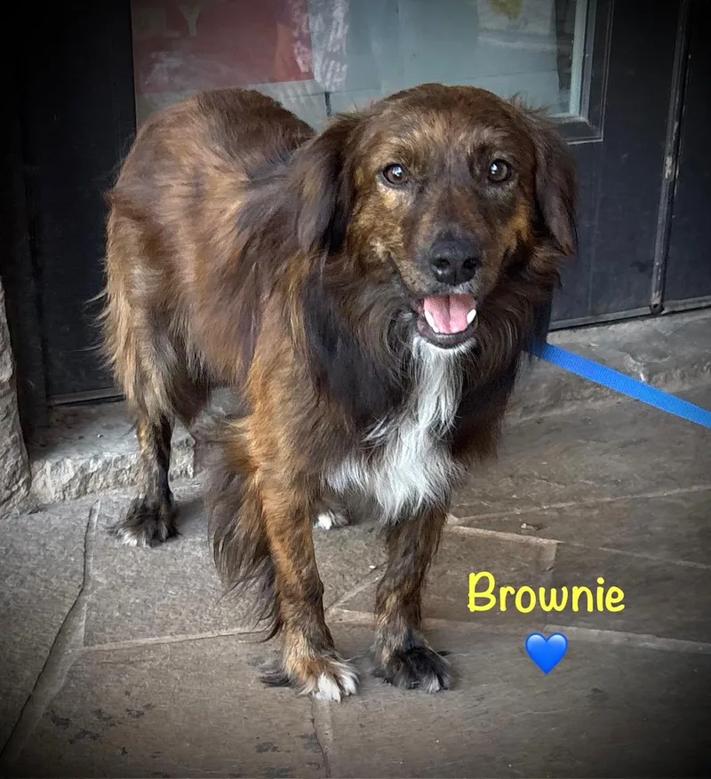 Brownie