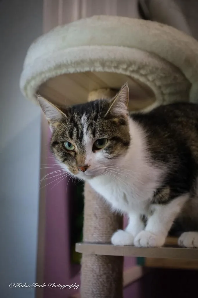 A young medium-sized female Domestic Short Hair cat named Guppie for adoption in Greensburg, IN