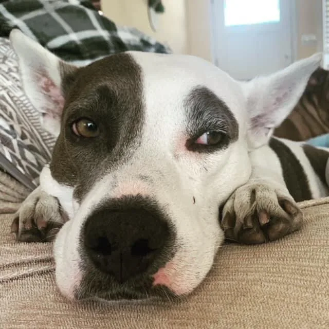 A senior large-sized female American Bulldog dog named Ava Ariel for adoption in Roswell, GA