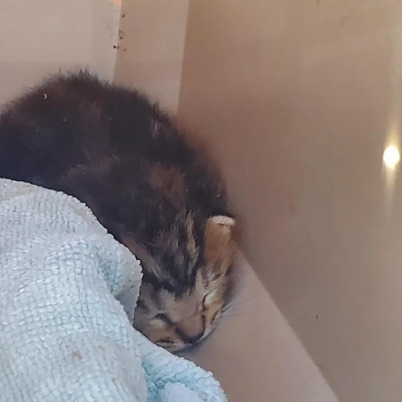 Toulouse thumbnail 4