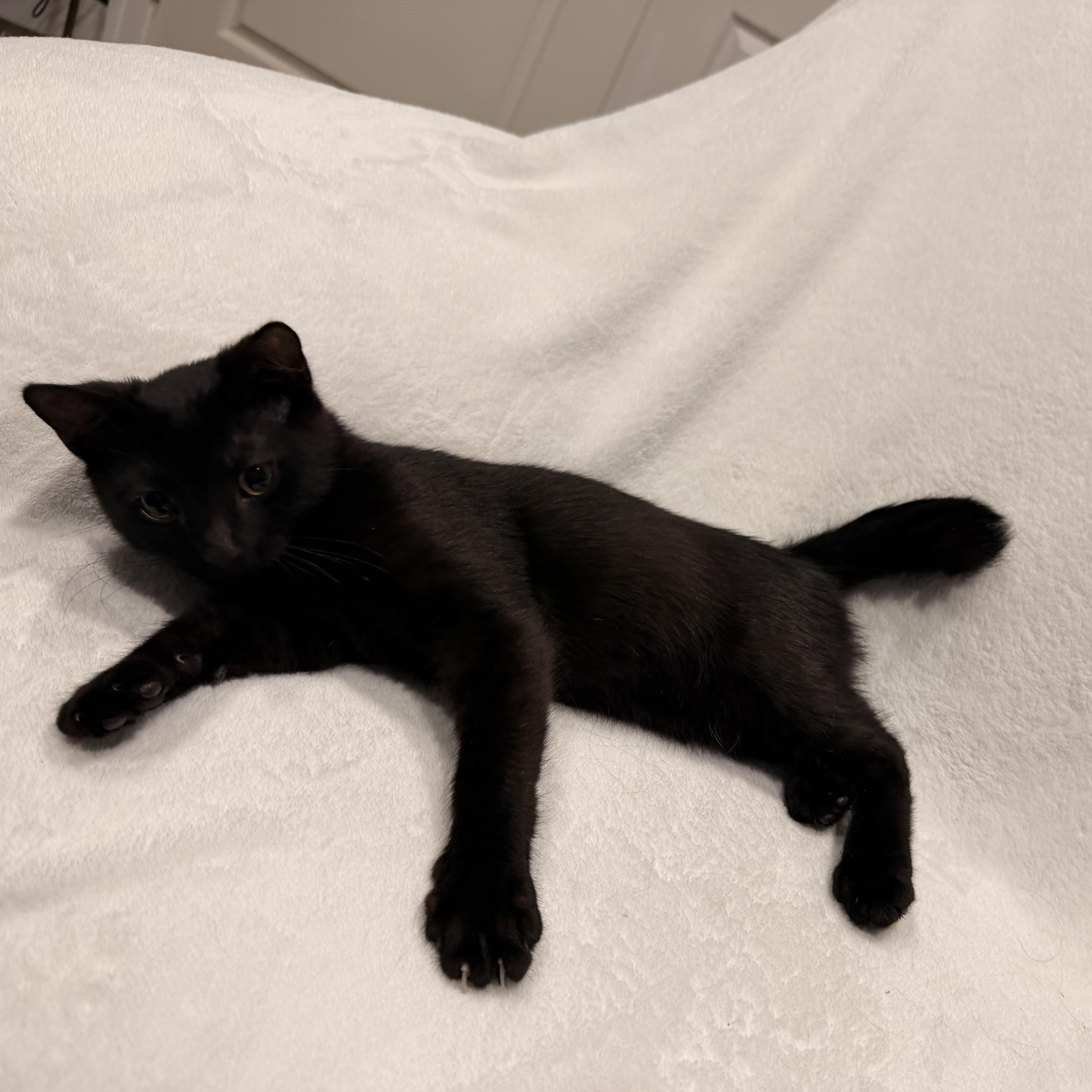 A baby medium-sized male Black Domestic Short Hair cat named Binx for adoption in Norco, CA