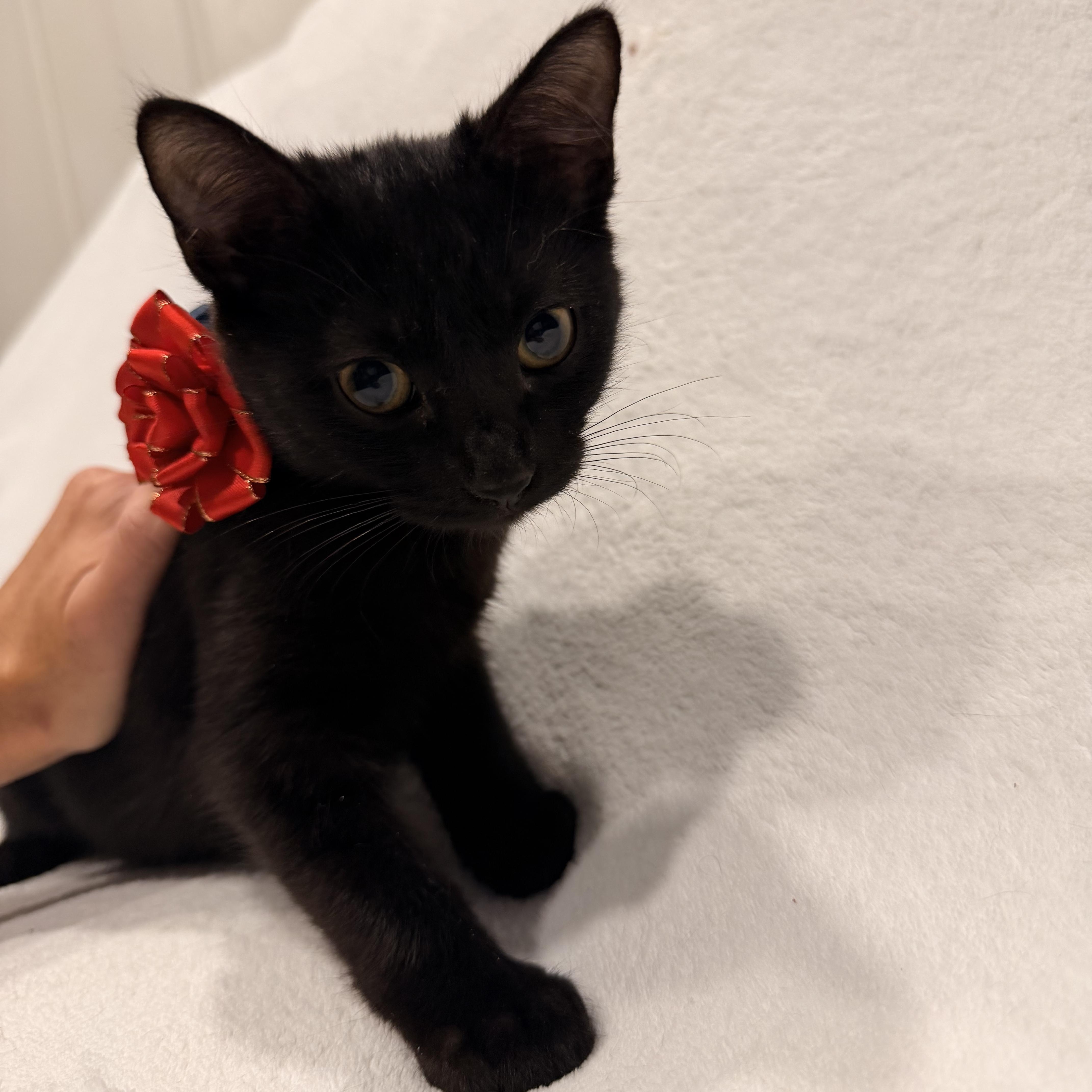 Binx thumbnail 3