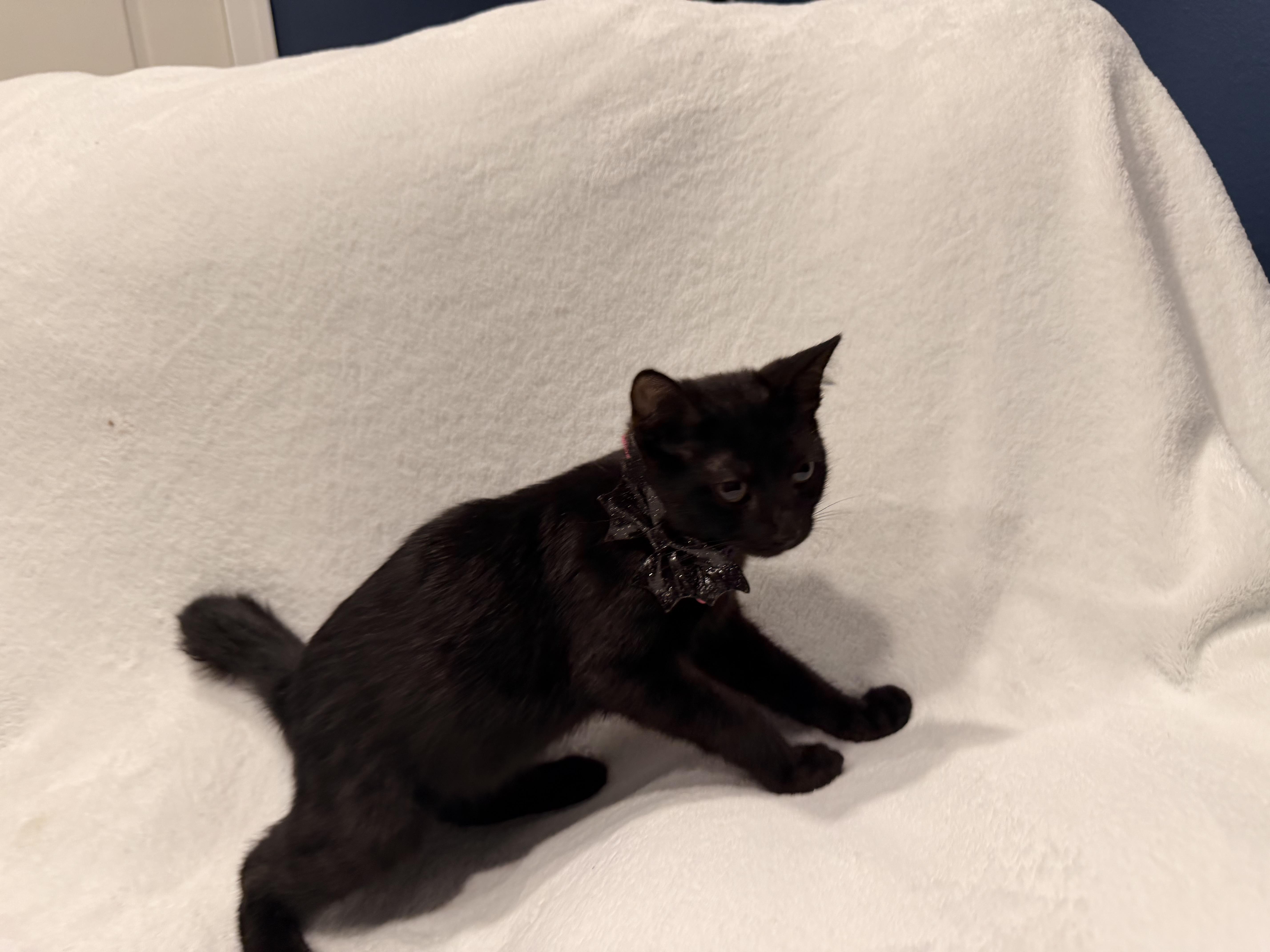 Binx thumbnail 4