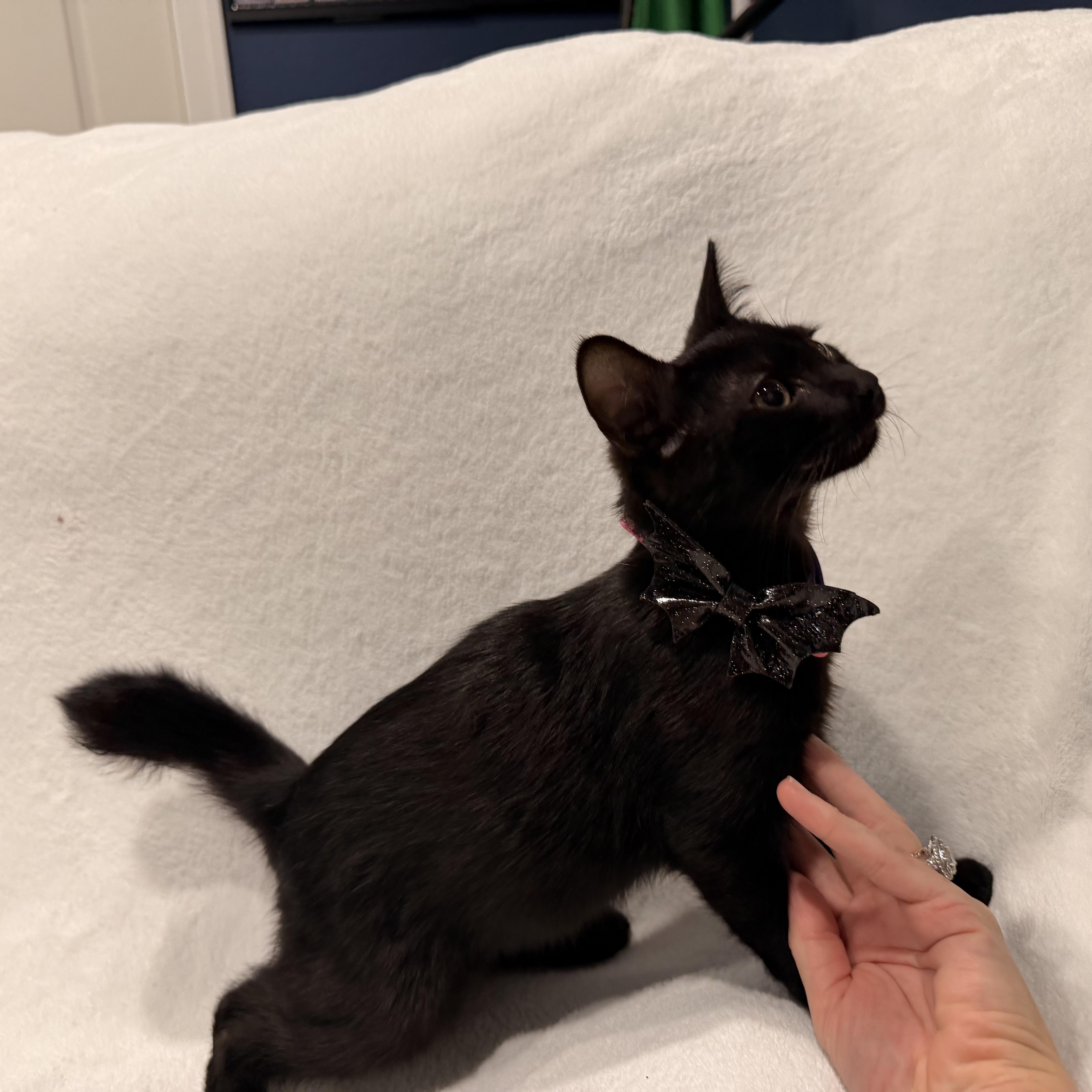 Binx thumbnail 5