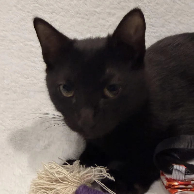 Binx thumbnail 6