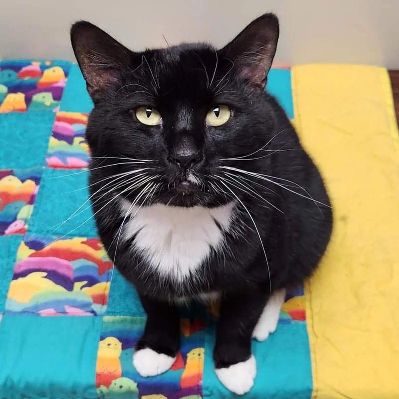 An adult large-sized male Black & White / Tuxedo Domestic Short Hair cat named Odin for adoption in Marshfield, WI