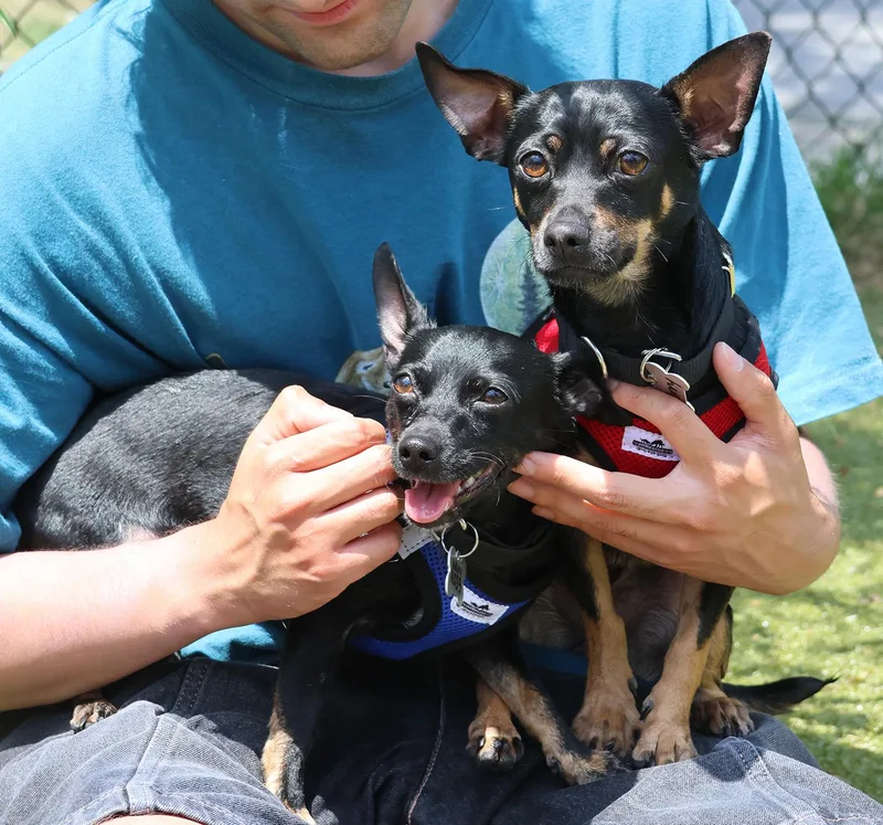 A young small-sized female Black Chihuahua dog named Nani & Terry for adoption in Harrison, NY